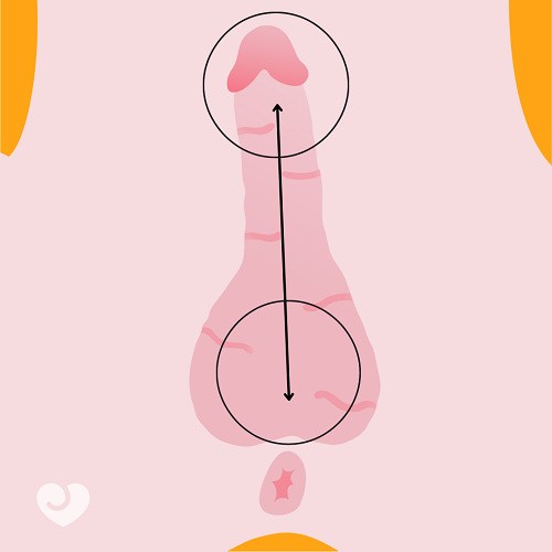 back to basics - penis